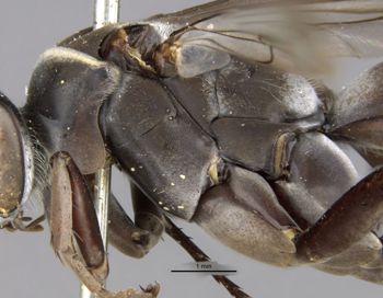 Media type: image;   Entomology 10017 Aspect: thorax, lateral